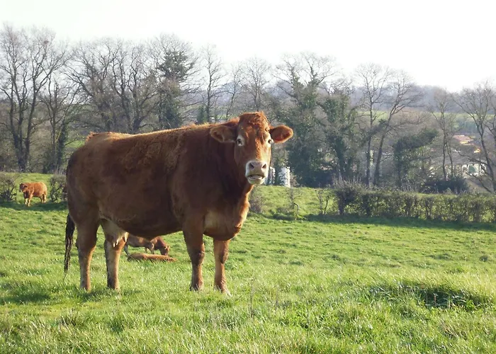 La Péraie - Le Roseau